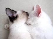 开云体育官方网站-雷霆新王登基！班凯罗压制级发挥率队击落火箭